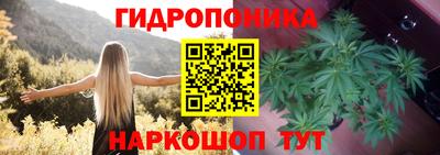 шишки Донской